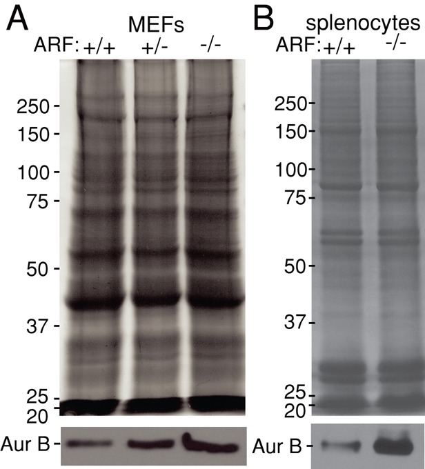 FIGURE 6: