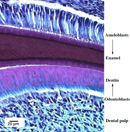 Fig. 5