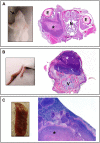 Fig 4