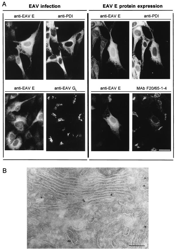 FIG. 6