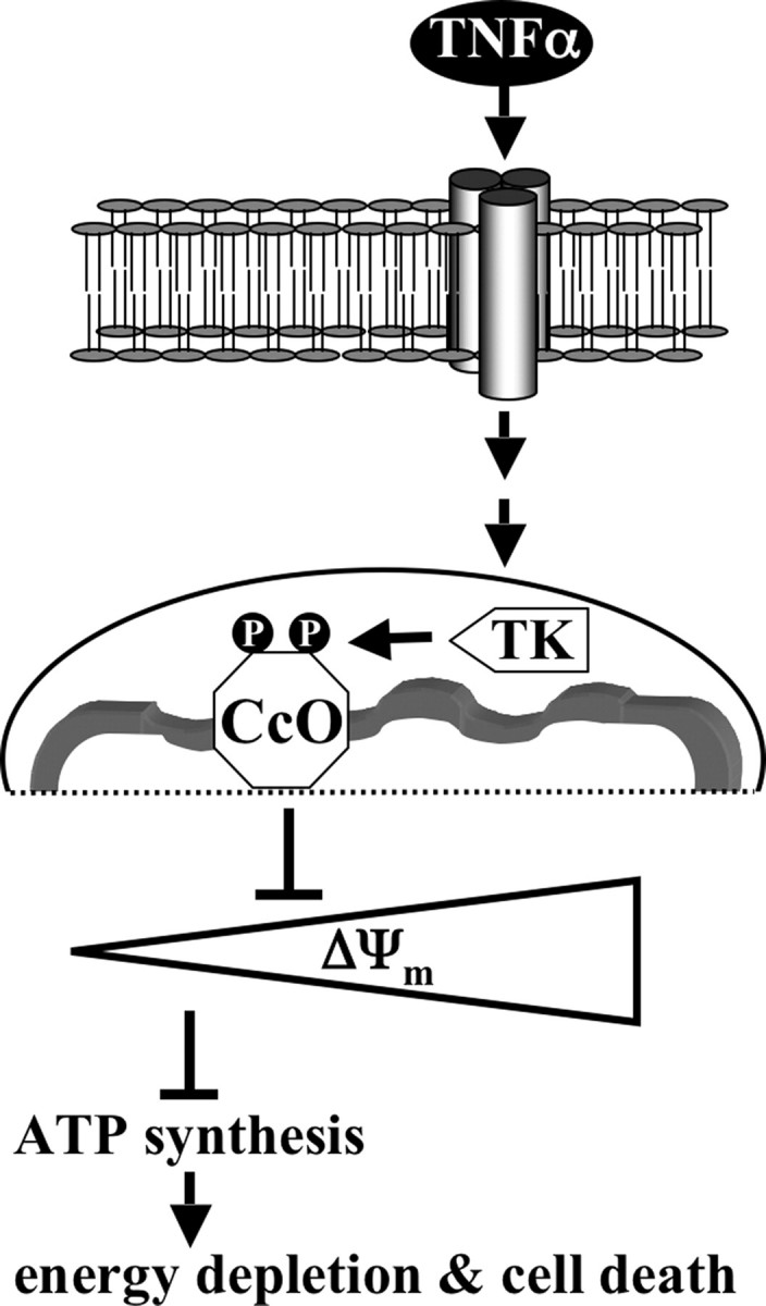 FIGURE 10.