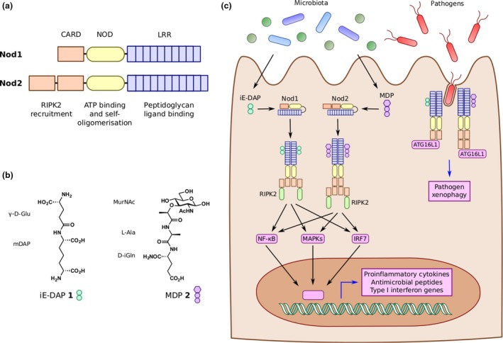 Figure 2