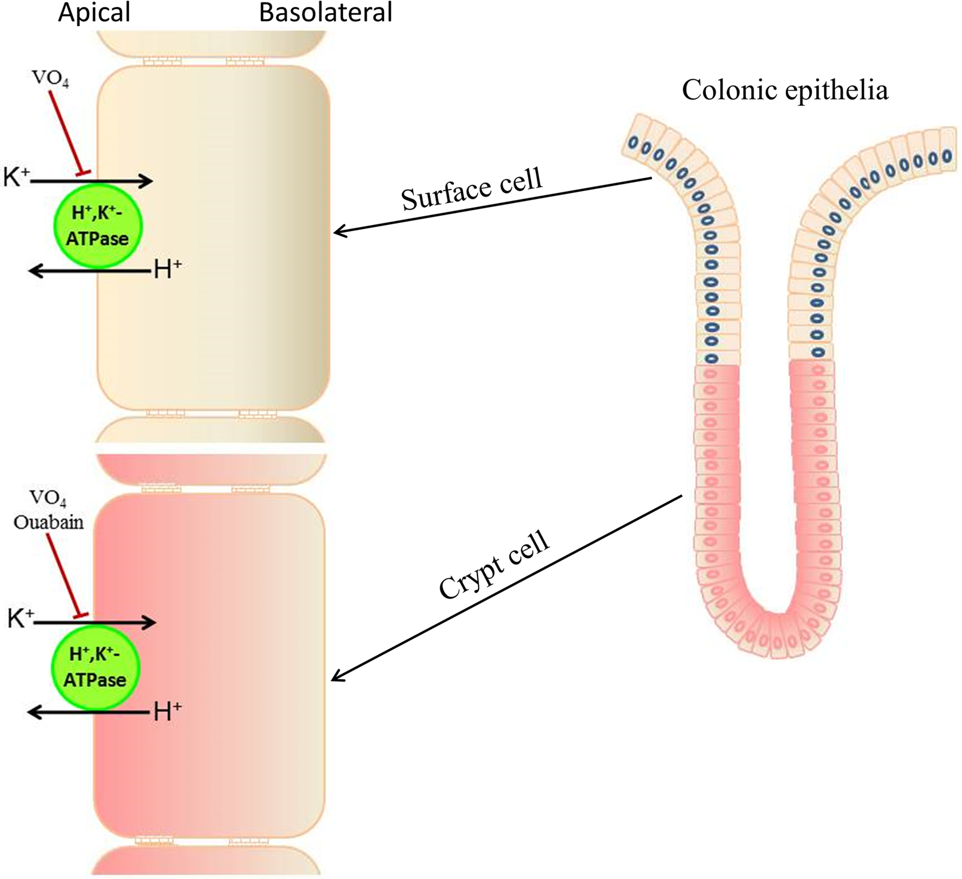 Figure-3: