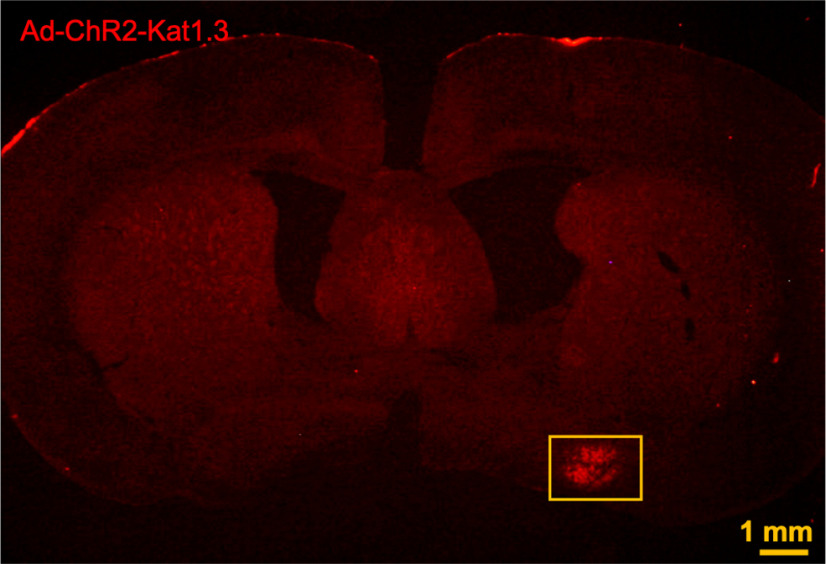 Figure 5.