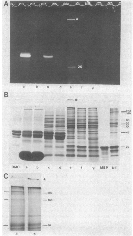 graphic file with name pnas00458-0322-a.jpg