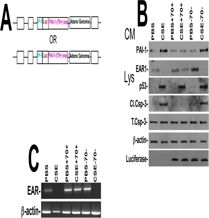 Fig 5