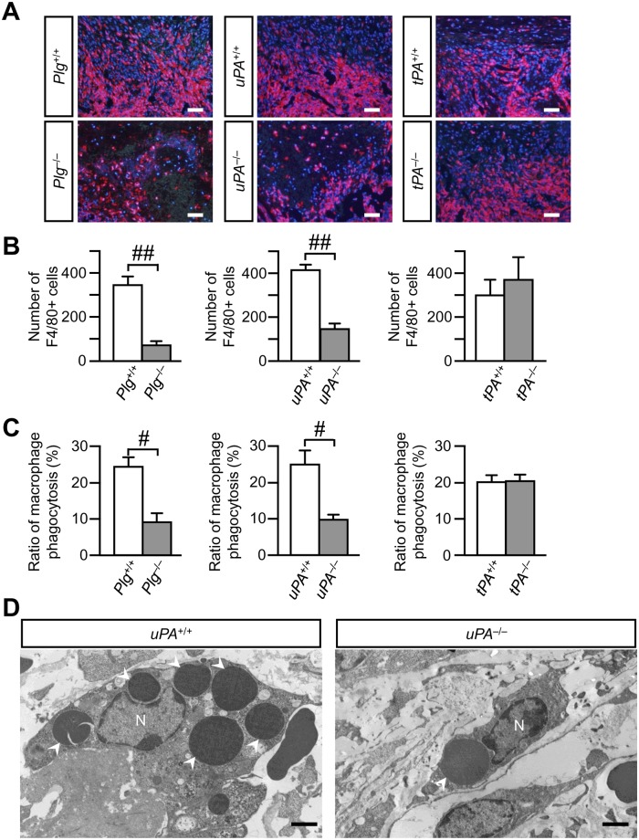 Fig 4