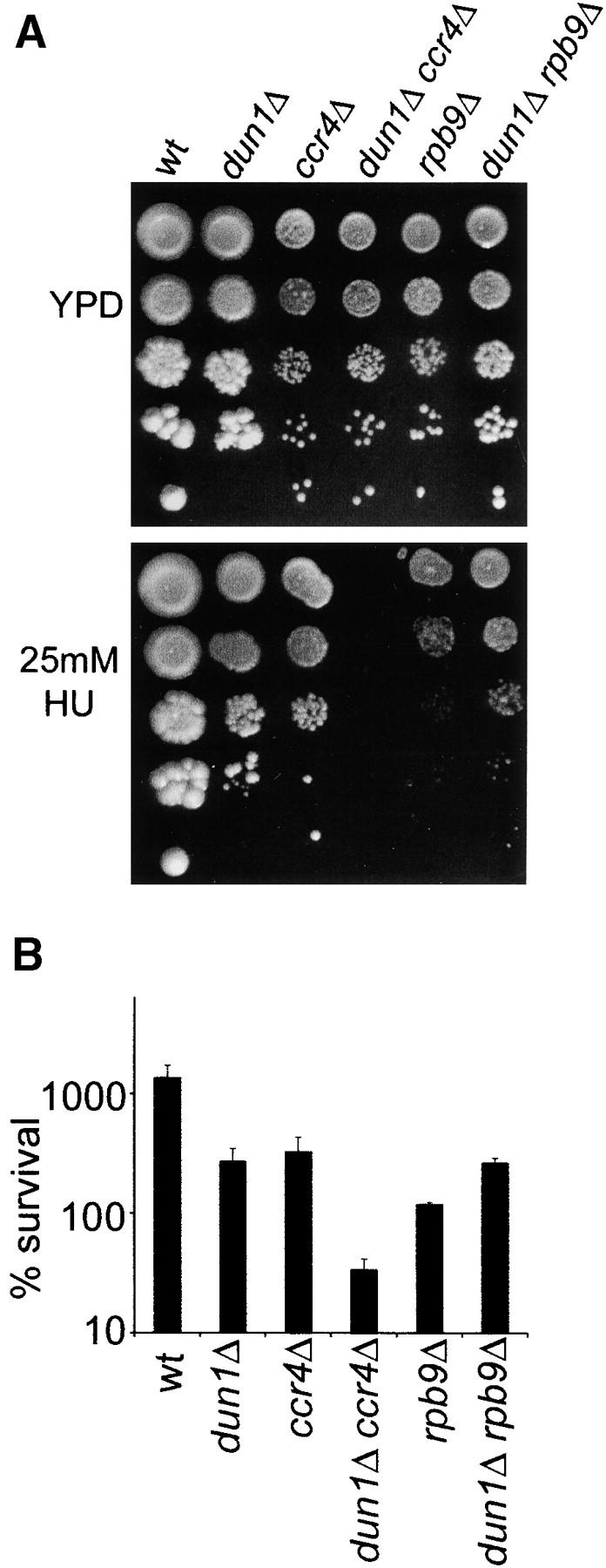 Figure 5.—