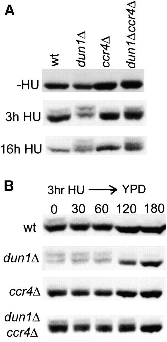 Figure 7.—