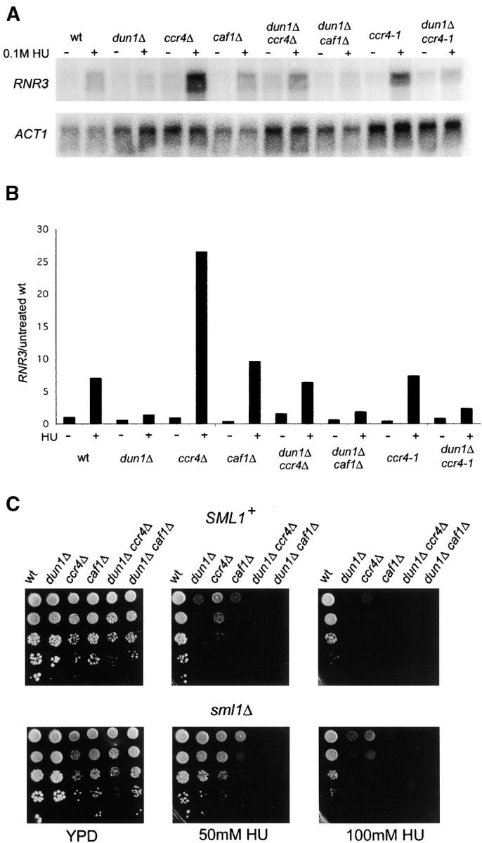 Figure 6.—