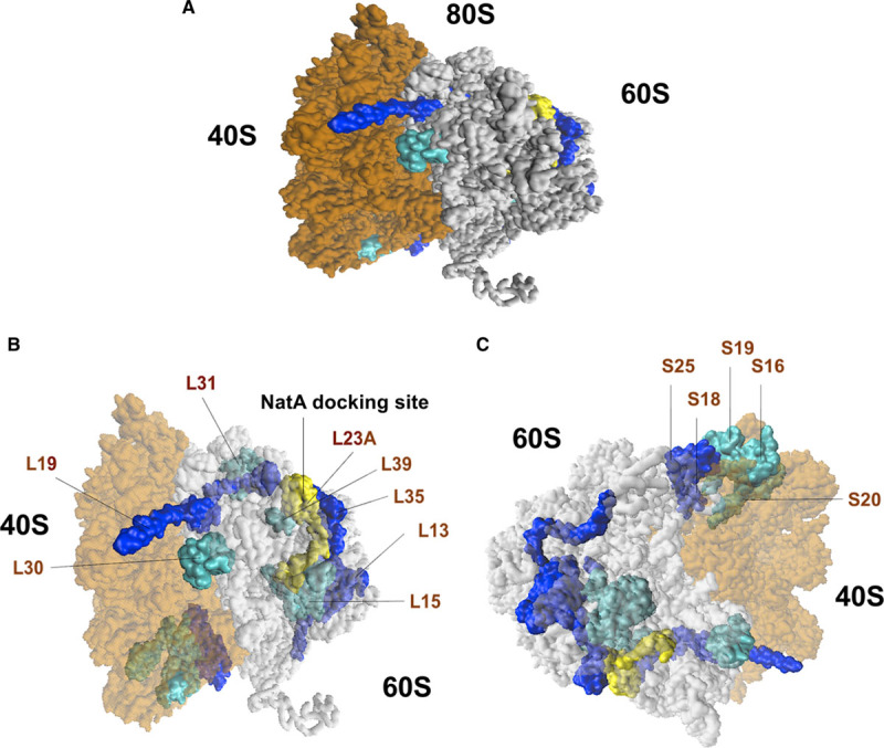 Figure 5.