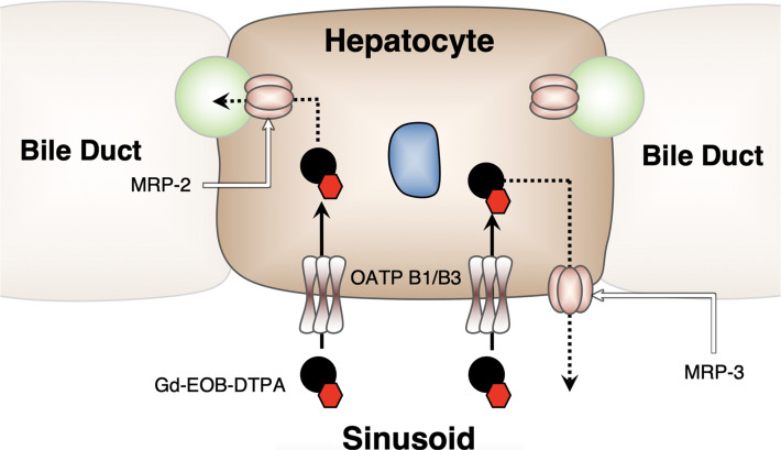 Illustration shows gadoxetate disodium taken up by hepatocytes by means of specific OATP transporters on the cellular membrane, yielding normal hepatocytes to display peak enhancement at approximately 20 minutes after contrast material injection (ie, during the HBP). (Reprinted, with permission from the ACR, reference 37.)