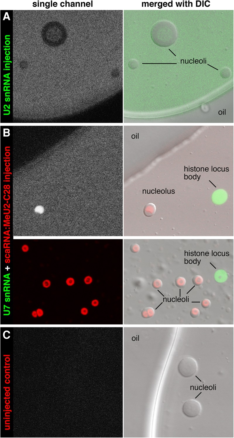 FIGURE 4.