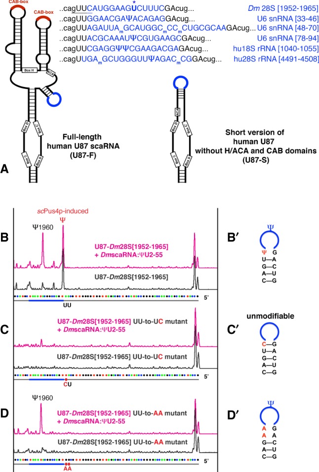 FIGURE 1.