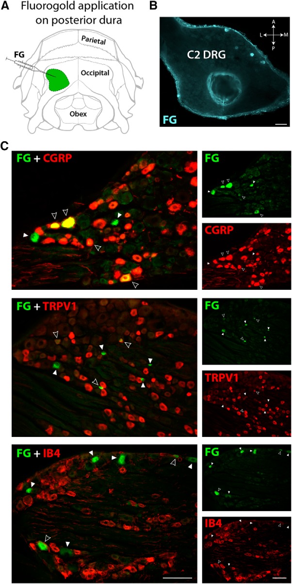 Figure 3.