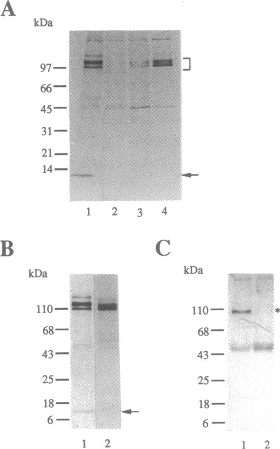 graphic file with name pnas01094-0086-a.jpg