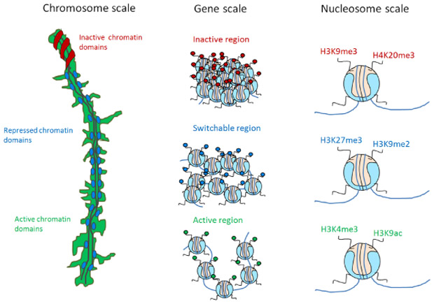 Figure 4: