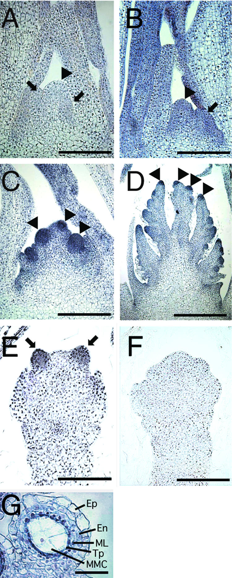 Figure 9.