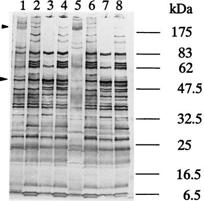 FIG. 6