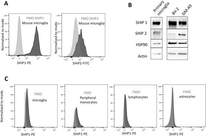 Fig. 1. Microglia express both SHIP paralogs. (A) Flow cytometry analysis of SHIP1 and SHIP2 expression in primary microglia compared to fluorescence minus one (FMO) on the same cells. (B) Western blot detection of SHIP1 and SHIP2 in primary microglia, BV-2 and SIM-A9. The two ubiquitously expressed proteins HSP90 and β-actin were used as internal control. (C) SHIP1 detection in the indicated brain cell population of adult mouse brain as identified by multi-parameter flow cytometry for CD11b, CD45 and ACSA2 (see example of multi-parameter flow cytometry in Fig. 7).