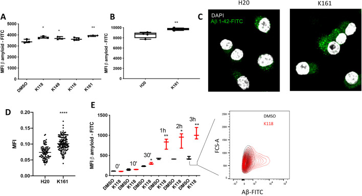 Fig. 5. Pan-SHIP1/2 inhibition increases the phagocytosis of Aβ1-42 peptide. (A,B) Flow cytometric measurement of Aβ1-42-FITC uptake by (A) BV-2 cells or (B) primary murine microglia after treatment for 16 h with the indicated pan-SHIP1/2 inhibitors at a concentration of 3.75 µM (BV-2) or 1.25 μM (primary microglia), or their respective vehicle controls (DMSO, BV-2; H2O, primary microglia) followed by incubation for 1 h with 0.5 µg/ml of Aβ1-42-FITC. (C) Representative confocal microscopy images of fixed BV-2 with Aβ1-42-FITC (green channel) and DAPI (white channel) show an increase of intracellular Aβ1-42-FITC uptake in the K161-treated cells versus the diluent control. (D) Scatter plots showing quantification of confocal microscopy images used for statistical analysis. Each dot represents the fluorescent signal of an individual cell for its central z-stack plane. (E) Kinetic analysis of Aβ1-42-FITC uptake by flow cytometry on BV-2 cells, and representative contour plots of BV-2 cells after incubation for 3 h with Aβ1-42-FITC shows a subpopulation of microglia have taken up a greater quantity of Aβ1-42-FITC relative to the diluent control. Statistic tests: Brown-Forsythe and Welch's ANOVA (A,E) or two-tailed t-test with Welch's correction (B,D). *P<0.05, **P<0.01, ****P<0.0001. Error bars indicate min to max (A,B,E); s.e.m. (D).