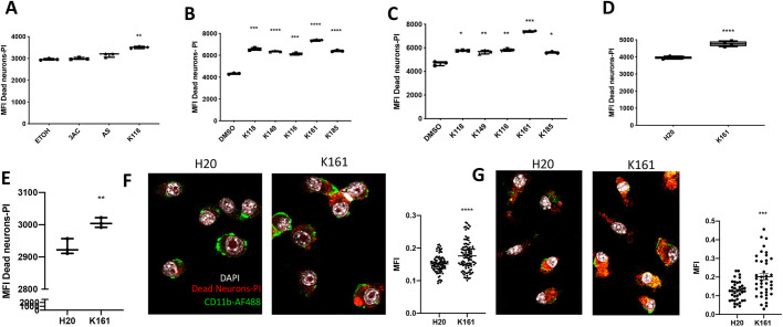 Fig. 4. Pan-SHIP1/2 inhibition increases the microglial phagocytosis of dead neurons. (A−E) Flow cytometric detection of dead neuron uptake by BV-2 cells (A,B), SIM-A9 cells (C), primary murine microglia (D) or human iPSC-derived microglia (E) treated for 16 h with the selective SHIP1 (3AC) or SHIP2 inhibitor (AS1949490), or a panel of pan-SHIP1/2 inhibitors (K118, K149, K116, K161 and K185) at a concentration of 3.75 µM (BV-2 and SIMA-9) or 1.25 µM (primary murine and human microglia) or their vehicle controls followed by incubation with apoptotic neurons for 2 h at 5×104/ml. (F,G) Confocal images of dead neuron phagocytosis (red) by BV-2 cells (F) and primary murine microglia (G) followed by fixation and CD11b surface staining (green) and DAPI (white) to reveal microglial nuclei. To the right of each confocal image scatter plots of quantification for confocal microscopy images used for statistical analysis are shown. Each dot represents the fluorescence signal of an individual cell for its central z-stack plane. Statistical tests: Brown-Forsythe and Welch's ANOVA (A–C) or two-tailed t-test with Welch's correction (D–G).*P<0.05, **P<0.01, ***P<0.001, ****P<0.0001. Error bars indicate min to max (A-E); s.e.m. (F,G).