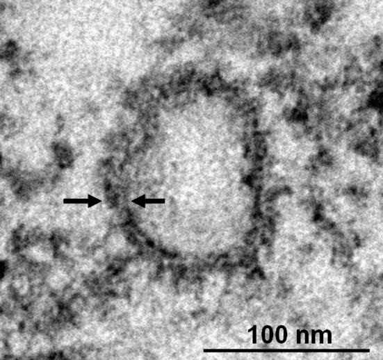 Supplementary Fig 3