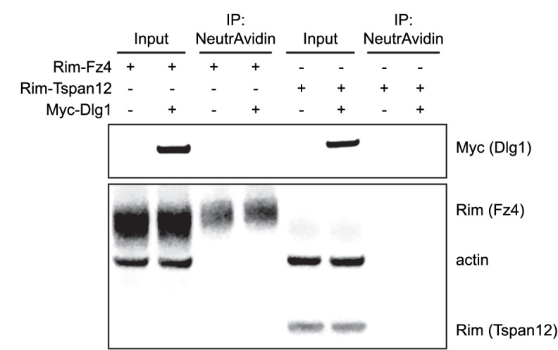 Figure 7—figure supplement 1.