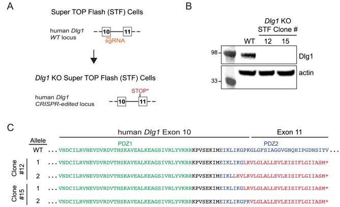 Figure 6—figure supplement 1.