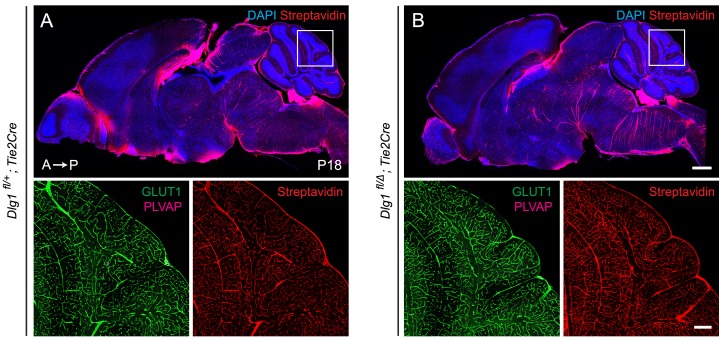 Figure 4—figure supplement 1.