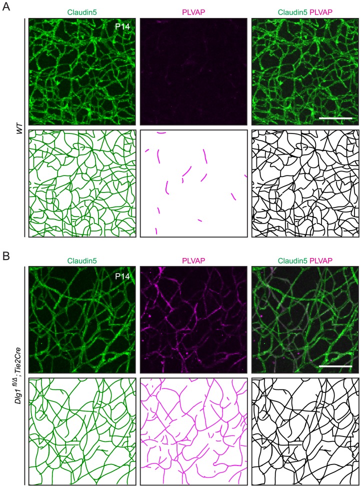 Figure 1—figure supplement 1.