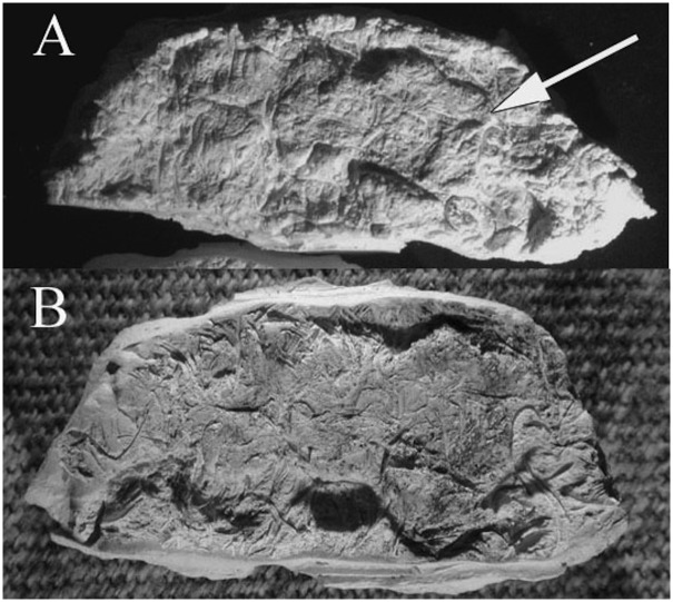 Fig 9