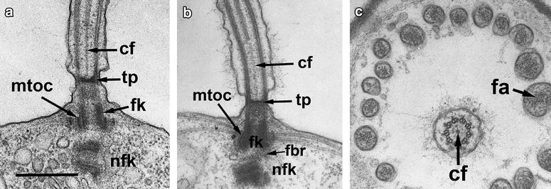 Fig. 4