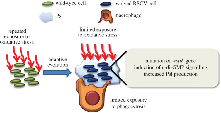 Figure 7.