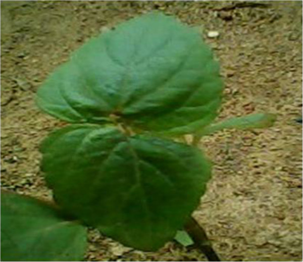 Figure 16