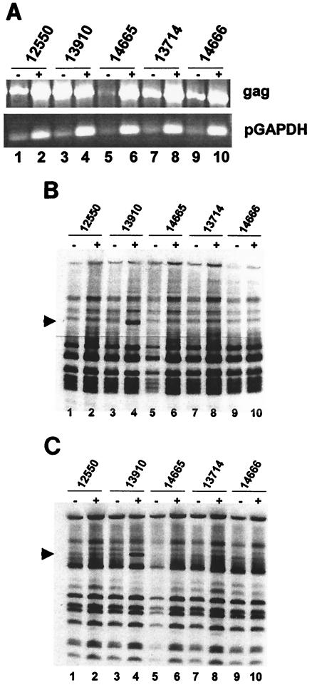 FIG. 4.