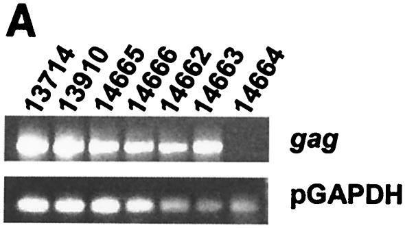 FIG. 2.