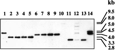 FIG. 7