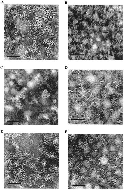 FIG. 5.