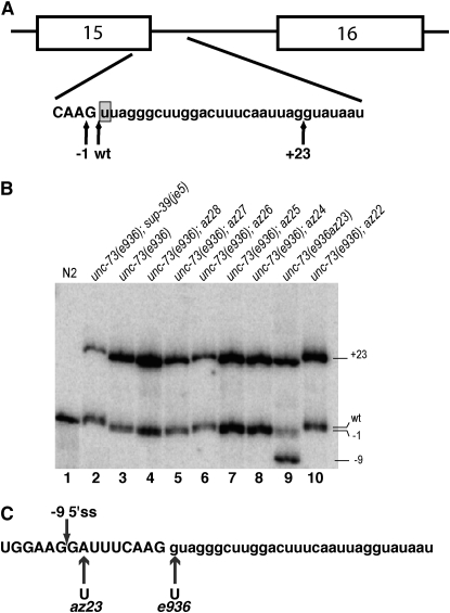 Figure 1.—