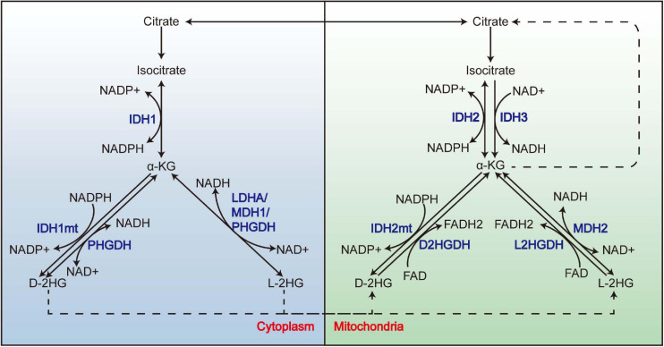 FIGURE 1