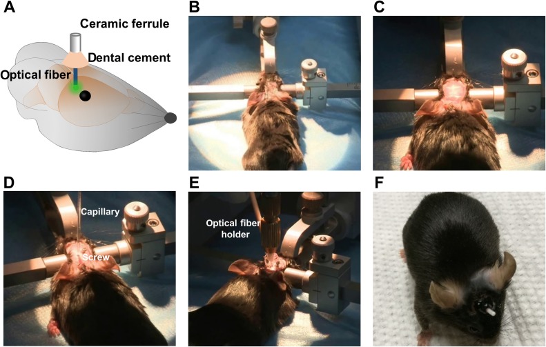 Fig. 3