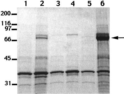 FIG. 7