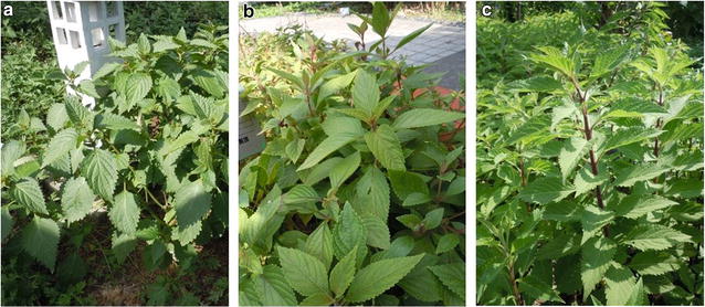Fig. 1