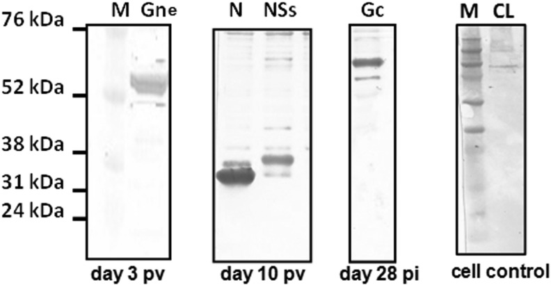 FIG. 4.