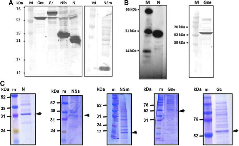 FIG. 1.