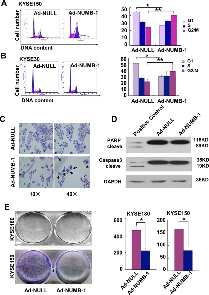 Fig.4