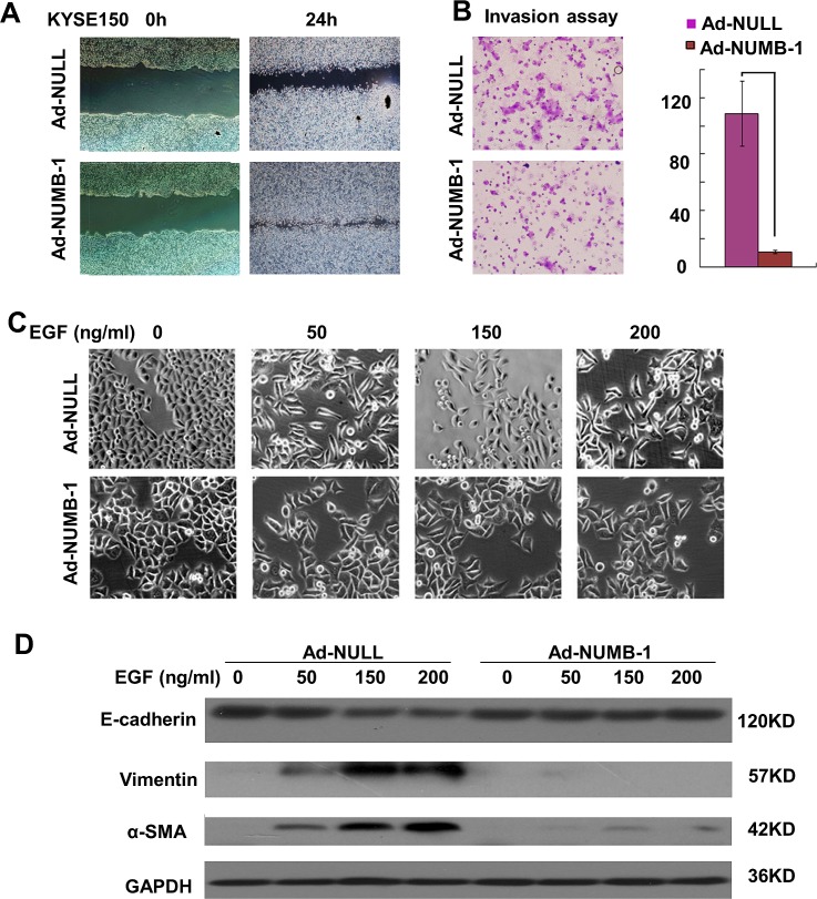 Fig.2