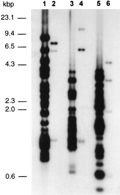 FIG. 5