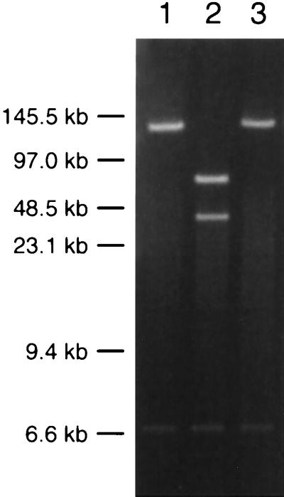 FIG. 7